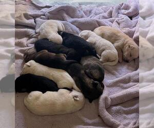 German Shepherd Dog-Unknown Mix Dogs for adoption in Riverside, CA, USA