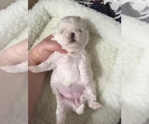 Maltese Puppy for sale in HAYWARD, CA, USA