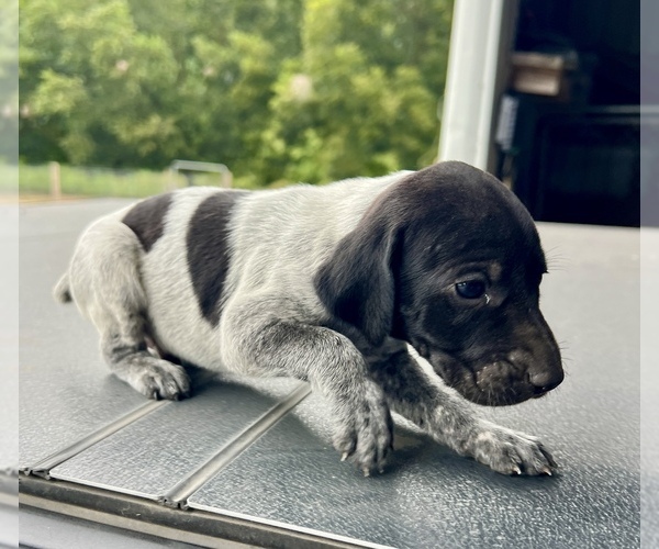 Medium Photo #1 German Shorthaired Pointer Puppy For Sale in WARSAW, NC, USA
