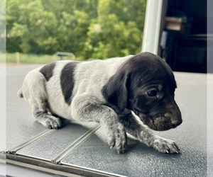 German Shorthaired Pointer Puppy for sale in WARSAW, NC, USA