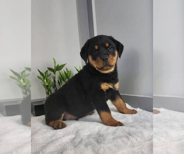 Medium Photo #2 Rottweiler Puppy For Sale in FRANKLIN, IN, USA