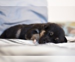 Small Photo #7 German Shepherd Dog-Siberian Husky Mix Puppy For Sale in LOS GATOS, CA, USA