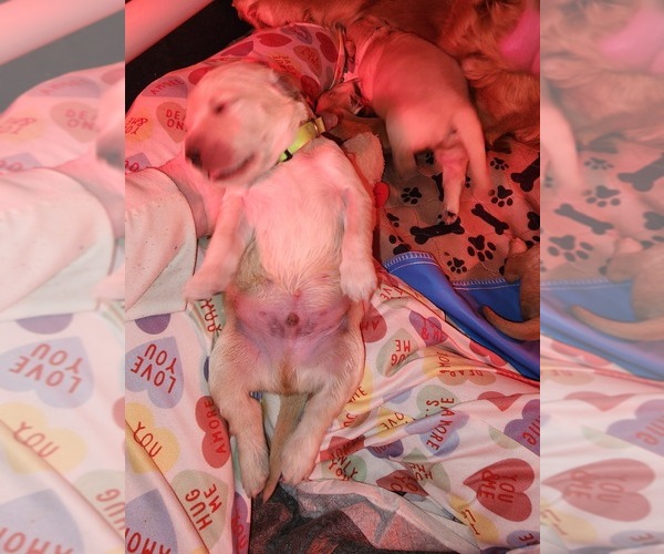 Medium Photo #7 Golden Retriever Puppy For Sale in PAULINE, SC, USA