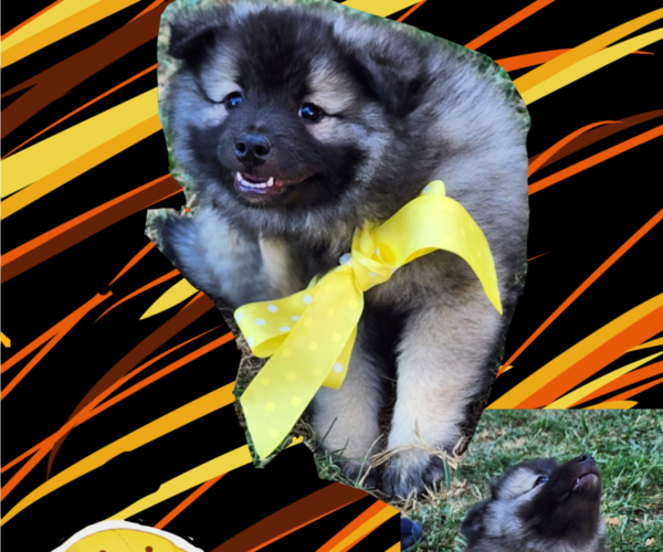 Medium Photo #2 Keeshond Puppy For Sale in GREENVILLE, OH, USA