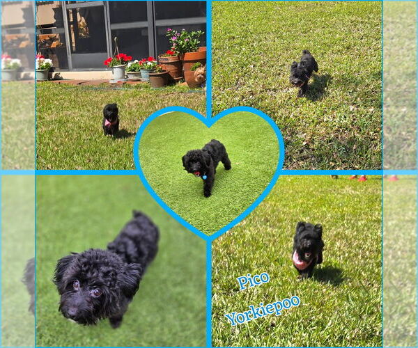 Medium Photo #11 Mutt Puppy For Sale in Plantation, FL, USA