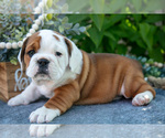 Puppy Peanut Beabull