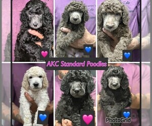 Poodle (Standard) Puppy for Sale in FRANKLIN, Texas USA