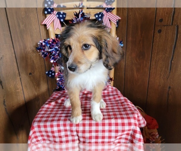 Medium Photo #106 Bernedoodle (Miniature) Puppy For Sale in BLACK FOREST, CO, USA
