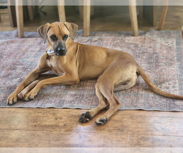 Medium Photo #1 Mutt Puppy For Sale in oakland, FL, USA