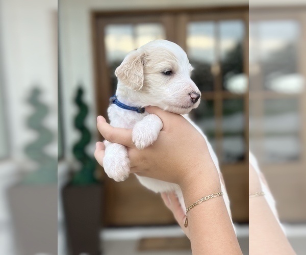 Medium Photo #6 Bordoodle Puppy For Sale in ALLEN, TX, USA