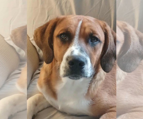 Medium Photo #2 Boxer-Unknown Mix Puppy For Sale in Burnsville, MN, USA