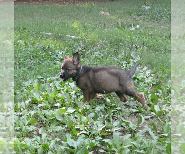 Medium Photo #3 German Shepherd Dog Puppy For Sale in POWDER SPRINGS, GA, USA