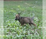 Small #2 German Shepherd Dog