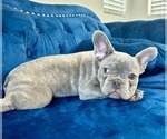 Small Photo #2 English Bulldog Puppy For Sale in MORENO VALLEY, CA, USA