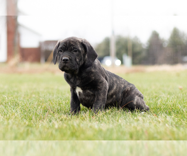 Medium Photo #5 Cane Corso Puppy For Sale in MENTONE, IN, USA
