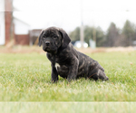 Small Photo #5 Cane Corso Puppy For Sale in MENTONE, IN, USA