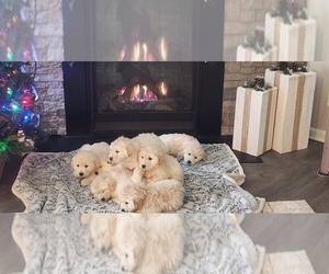 Golden Pyrenees Puppy for sale in DALLAS, GA, USA