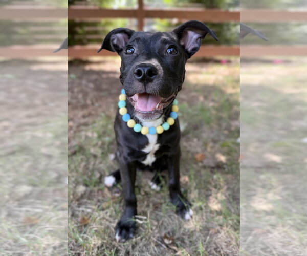 Medium Photo #1 Mutt Puppy For Sale in Greenville, SC, USA