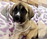 Small #6 Mutt