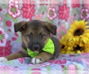 Australian Shepherd-Norwegian Elkhound Mix Puppy for sale in LANCASTER, PA, USA