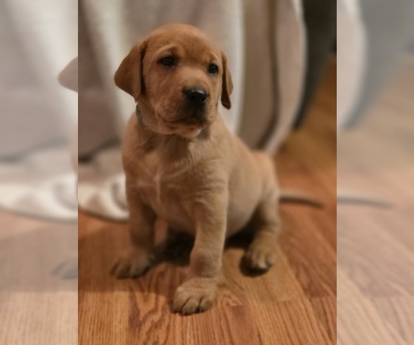 Medium Photo #1 Labrador Retriever Puppy For Sale in CARROLLTON, OH, USA