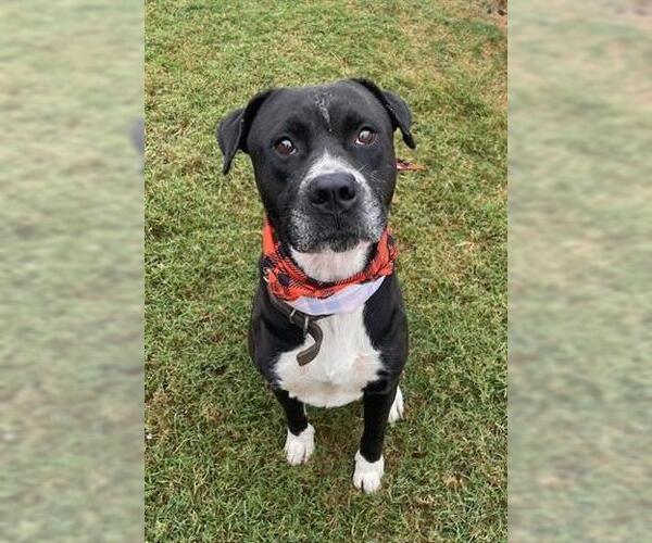 Medium Photo #1 American Pit Bull Terrier-Unknown Mix Puppy For Sale in Tulsa, OK, USA