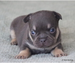 Small Photo #4 French Bulldog Puppy For Sale in WINNSBORO, TX, USA