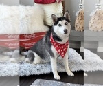 Layla - Female Siberian Husky Puppy for Sale - Small photo