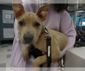 American Pit Bull Terrier-Unknown Mix Dogs for adoption in Oklahoma City, OK, USA
