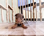 Puppy Comanche Australian Kelpie