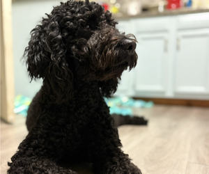 Mother of the Goldendoodle puppies born on 04/15/2025