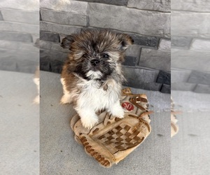 Shiranian Puppy for sale in MIDDLEBURY, IN, USA
