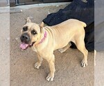 Small Photo #1 Cane Corso Puppy For Sale in YUCCA VALLEY, CA, USA