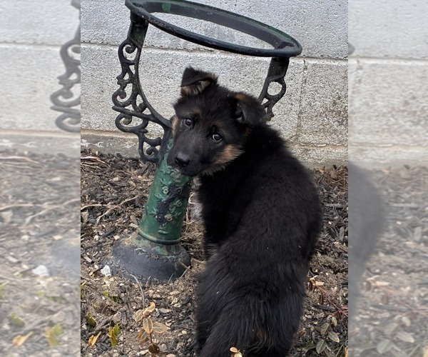 Medium Photo #6 German Shepherd Dog Puppy For Sale in NEWVILLE, PA, USA