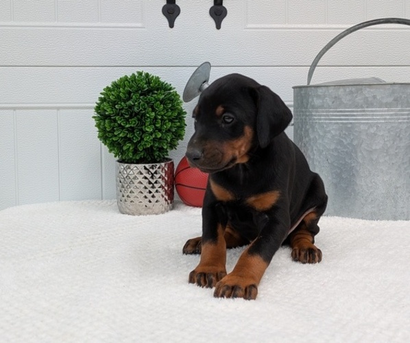 Medium Photo #10 Doberman Pinscher Puppy For Sale in GOSHEN, IN, USA
