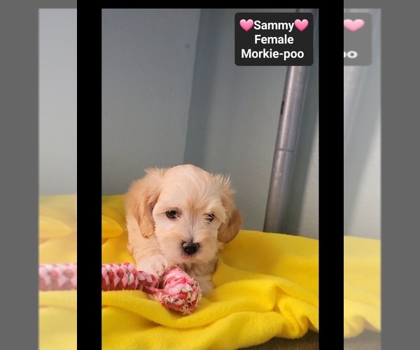 Medium Photo #2 Morkie Poo (Toy) Puppy For Sale in TUCSON, AZ, USA