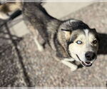 Small #2 Siberian Husky