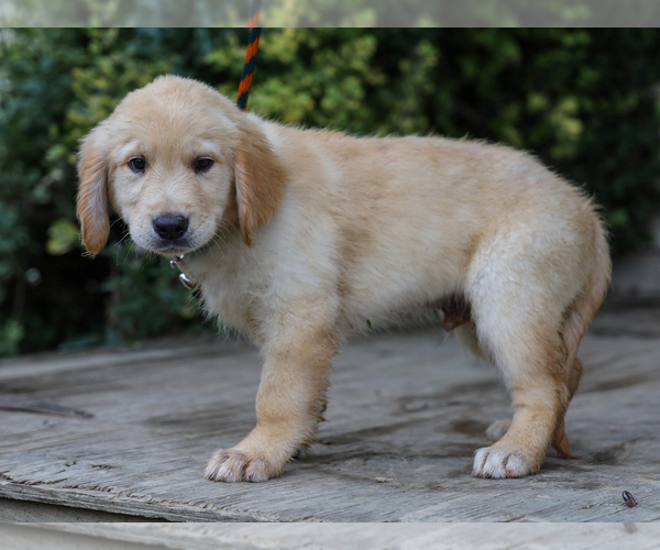 Medium Photo #5 Golden Retriever Puppy For Sale in LIBERTY, KY, USA