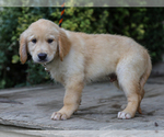 Small #4 Golden Retriever