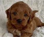 Puppy Amber Goldendoodle (Miniature)