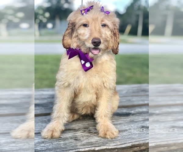 Medium Photo #14 Goldendoodle Puppy For Sale in KISSIMMEE, FL, USA