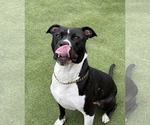 Small #3 American Pit Bull Terrier-American Staffordshire Terrier Mix