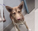 Small Border Collie Mix
