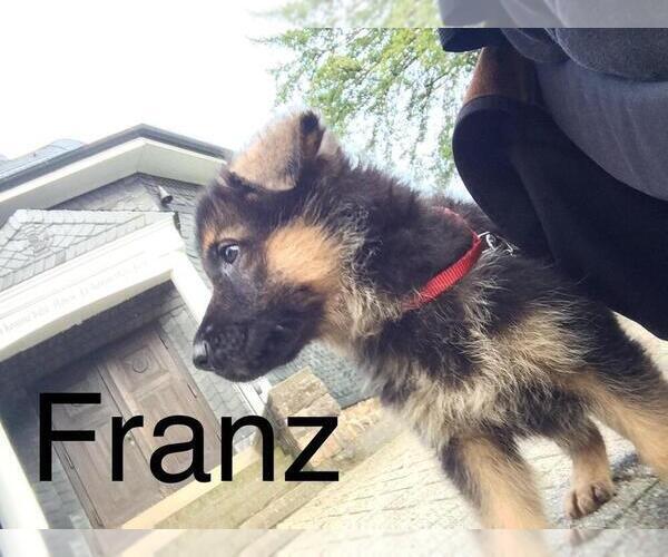 Medium Photo #37 German Shepherd Dog Puppy For Sale in ALICE, TX, USA