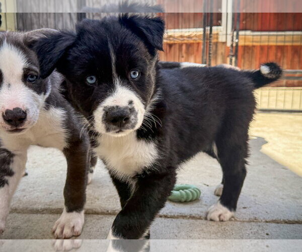 Medium Photo #3 Labrador Retriever-Unknown Mix Puppy For Sale in San Diego, CA, USA