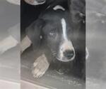 Small Labrador Retriever Mix