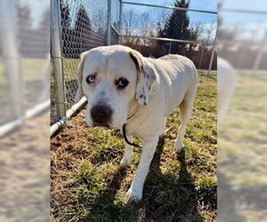 Labrador Retriever-Unknown Mix Dogs for adoption in Louisville, KY, USA