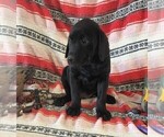 Small Photo #72 Labrador Retriever Puppy For Sale in MERIDEN, KS, USA