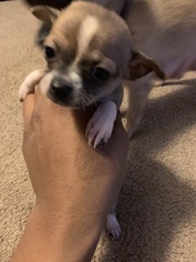 View Ad: Chihuahua Dog for Adoption near Texas, Conroe, USA. ADN-616969