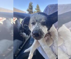 Mutt Dogs for adoption in Stockton, CA, USA